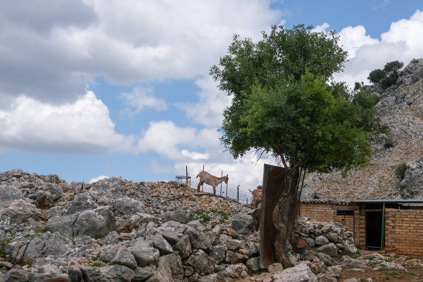 Fotos: Así es el viaje al Benaocaz más hippie