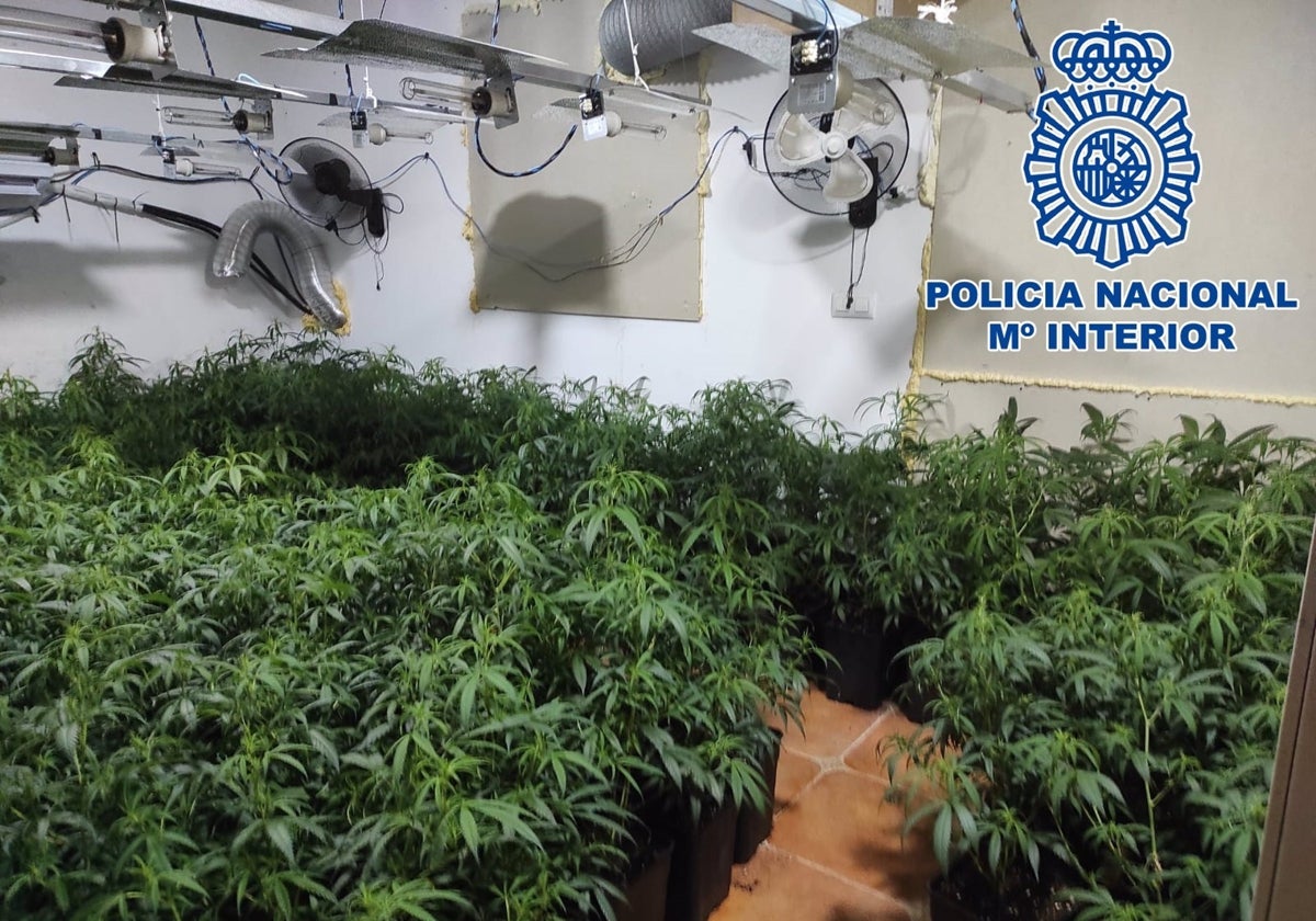 Intervienen más de 300 plantas de marihuana en dos viviendas de El Puerto y detienen a cinco personas