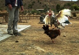 Interceptan un vehículo con cinco gallos de pelea robados en criaderos de Cádiz e investigan a sus cuatro ocupantes