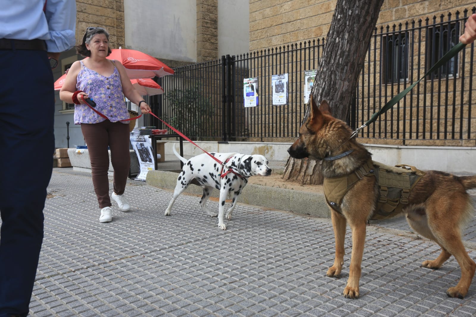 Las imágenes de la campaña de sensibilización para la tenencia responsable de mascotas