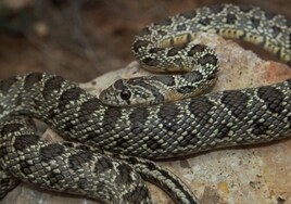 Encuentra una serpiente de herradura en el patio de su casa en Rota