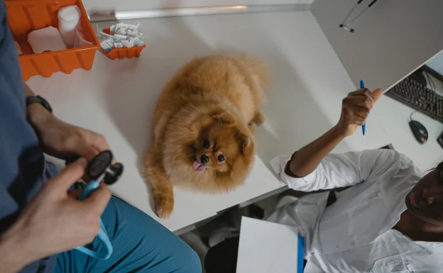Los perros podrán acceder a los centros de salud si estos no lo prohíben de manera expresa