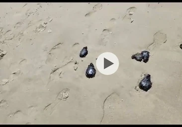 Vídeo: La liebre marina, el molusco que ha invadido las playas de Cádiz