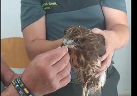 Vídeo: Rescatado en Chiclana un águila desnutrido y desorientado por un golpe de calor