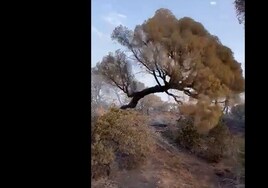 Vídeo: los bomberos piden no acceder a Las Canteras por el peligro de caída de árboles y ramas