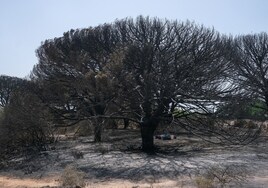 Prohibido el acceso al Pinar de las Canteras por el riesgo de desprendimiento de árboles tras el incendio