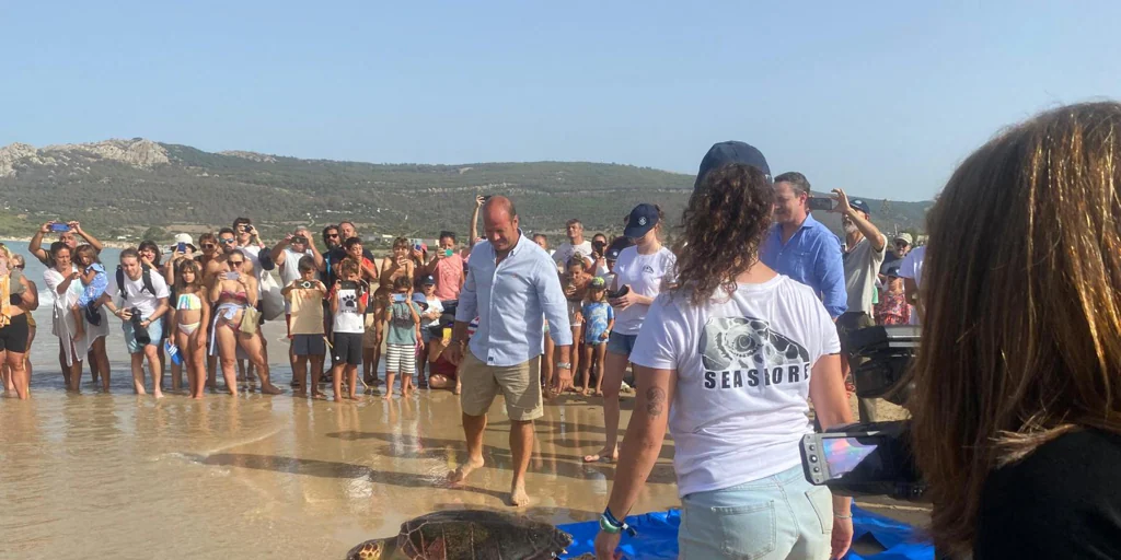 ‘Aurorita’ and four other loggerhead turtles return to sea after being released on Bologna beach