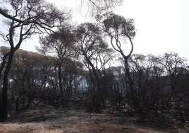 Extinguido el incendio de Las Canteras en Puerto Real