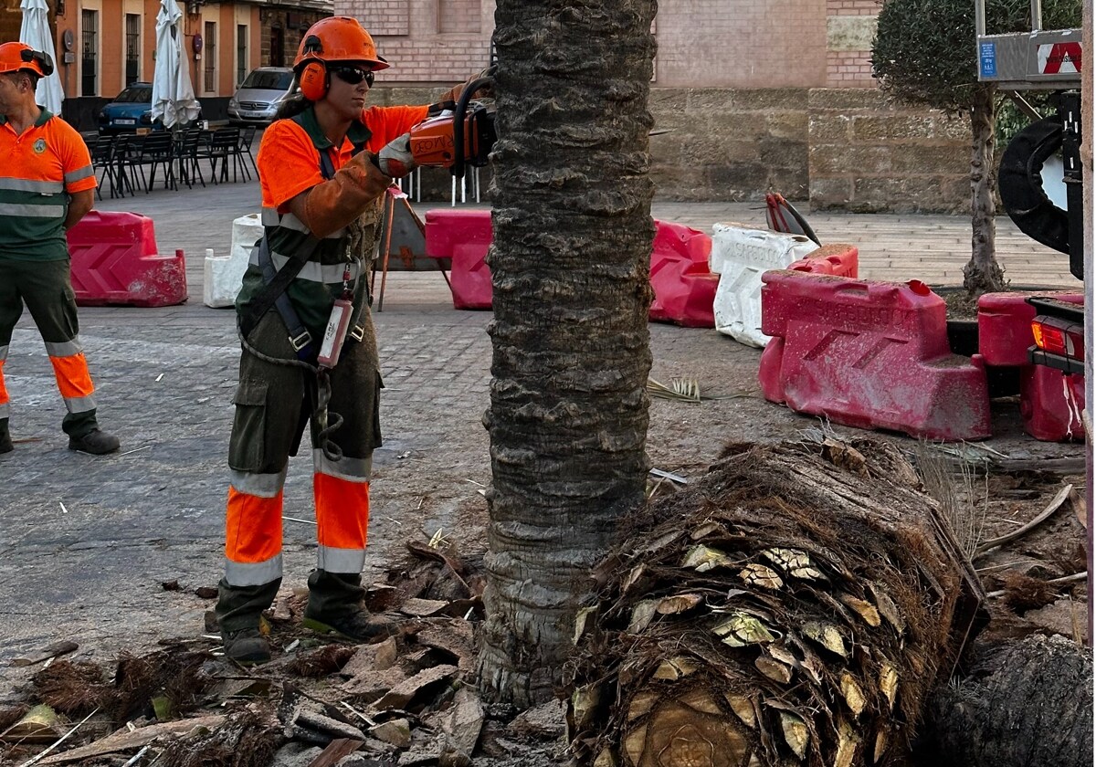 Un operario de Parques y Jardines talando la palmera de la Plaza Fragela.