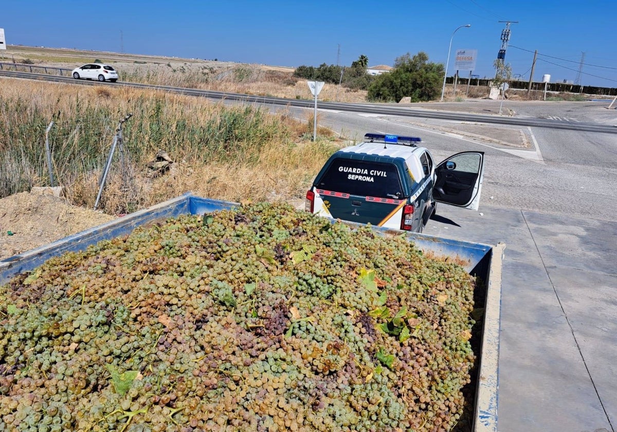 Uva intervenida por la Guardia Civil.