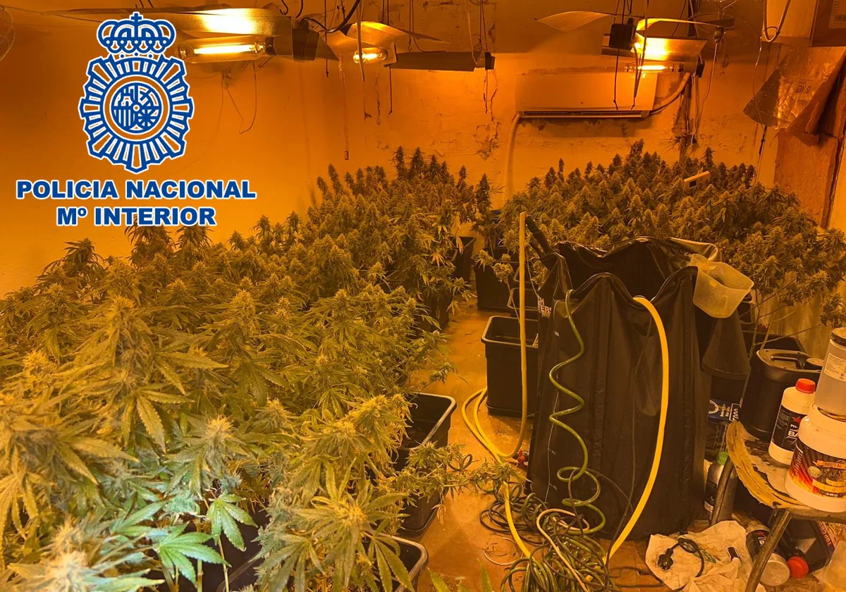 Una mujer detenida tras desmantelar una plantación de marihuana indoor en La Línea