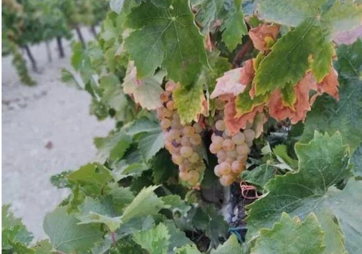 Detalle de la uva palomino en una viña del Marco de Jerez .