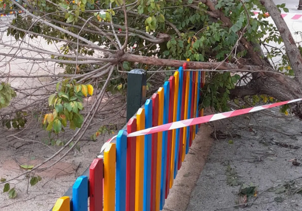 Imagen de archivo de un árbol caído en el barrio de La Laguna.