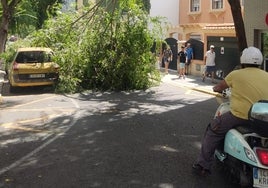 Un árbol se desploma en Cádiz y obliga a cortar el tráfico en Acacias