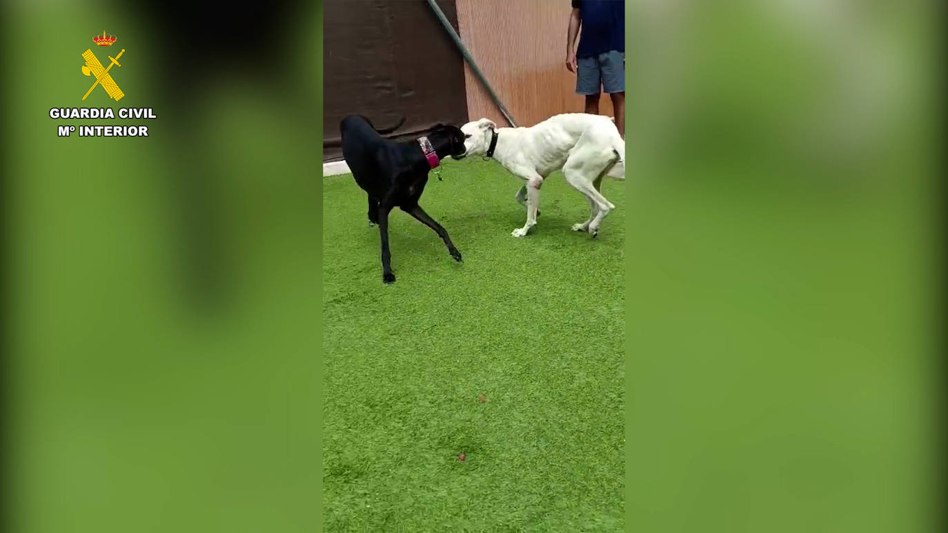 Detenido el responsable de la muerte de dos perros por maltrato animal en San José del valle