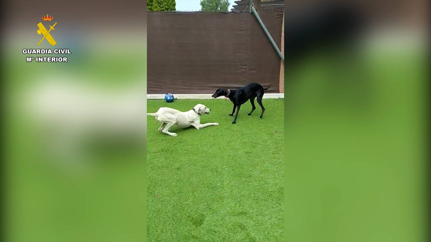 Detenido el responsable de la muerte de dos perros por maltrato animal en San José del valle