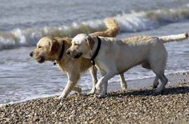 Ley Bienestar Animal: ¿es obligatorio el seguro para perros y cuáles son las sanciones por no tenerlo?
