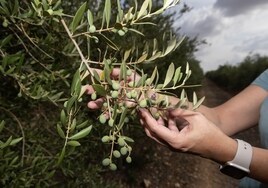 El precio del aceite de oliva se dispara: un 52,5% más caro que hace un año y un 8,7% más alto que en julio