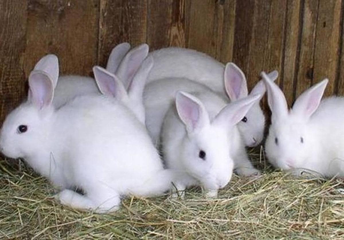 Tener conejos como mascotas estarán prohibidos con la nueva Ley de Bienestar Animal
