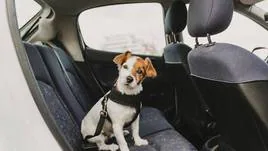¿Puede viajar mi perro en el coche sin transportín? Esto dice la normativa de la DGT