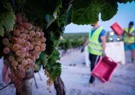 La vendimia en el Marco de Jerez finaliza con casi 50 millones de kilos de uva, un 12,3% más que en 2022