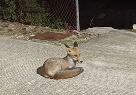 El amable zorro que convive con los vecinos de El Puerto