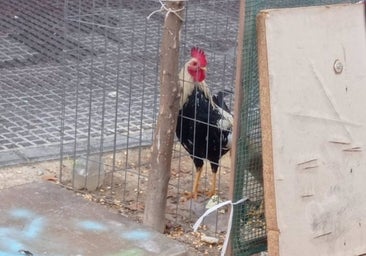 Rescatan a un gallo y una gallina abandonados en una jaula en El Puerto