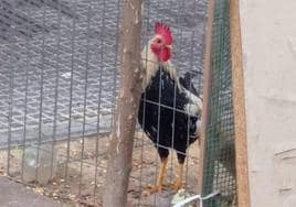 Rescatan a un gallo y una gallina abandonados en una jaula en El Puerto