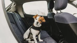 ¿Puede viajar mi perro en el coche sin transportín? Esto dice la normativa de la DGT
