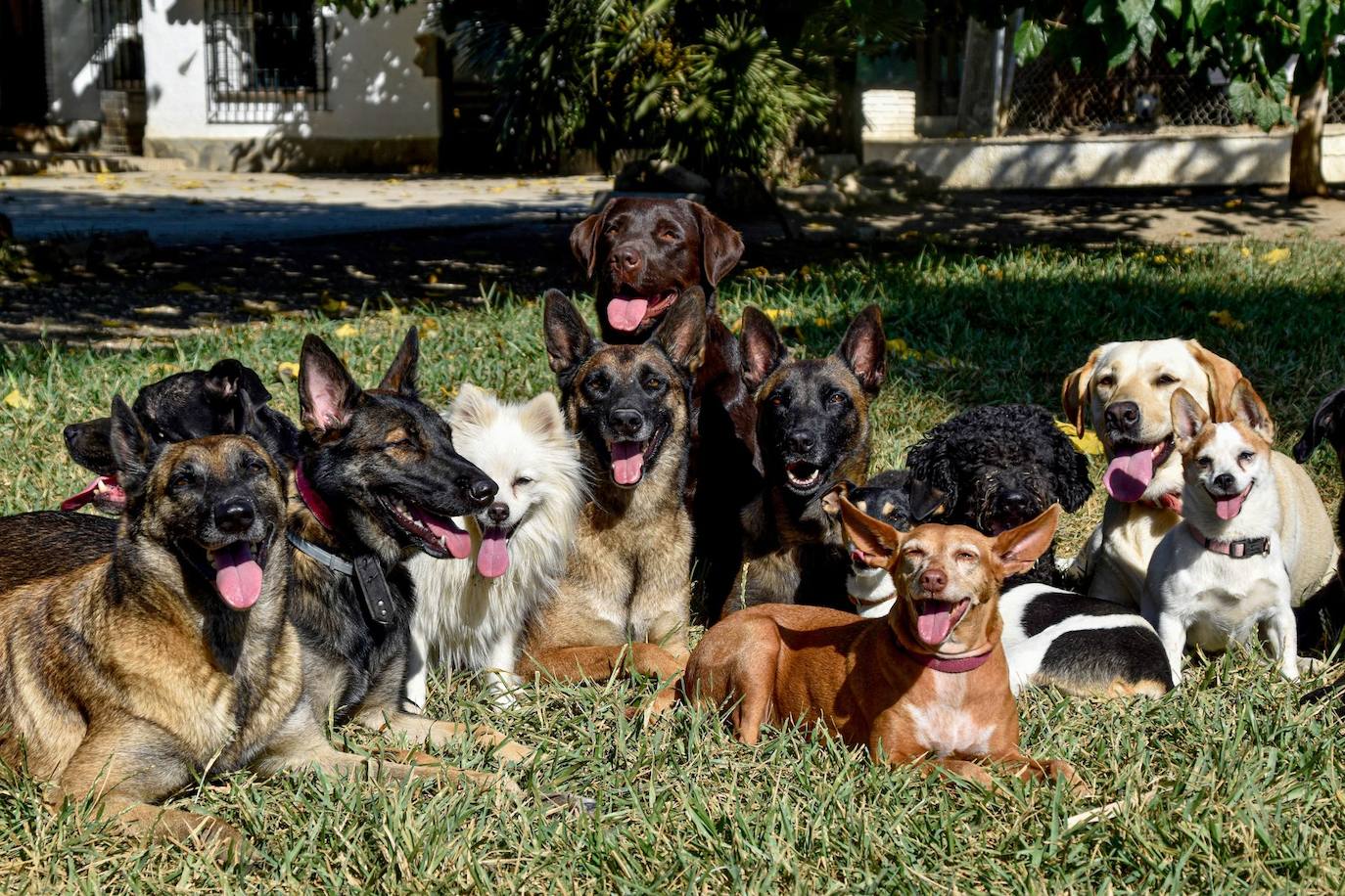 Curso para los dueños de perros y seguro civil del animal son algunas de las novedades de la ley de Bienestar Animal