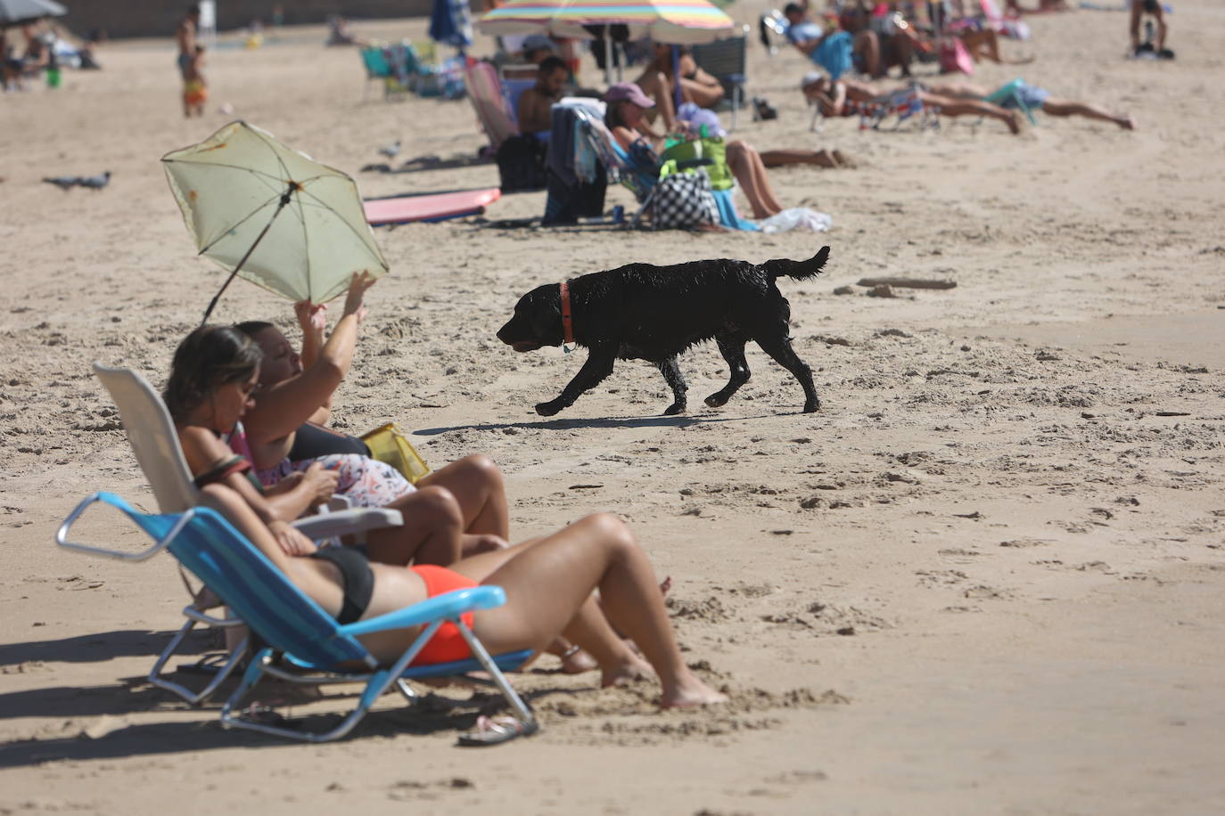 Fotos: Los gaditanos disfrutan del &#039;veroño&#039;... y con sus mascotas