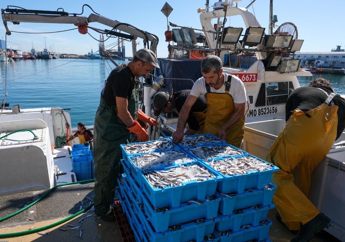 Un grupo de pescadores cargan las cajas de boquerrones.