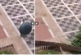 Tronchante narración de una vecina que asiste al desplome de una palmera en directo: «¡Se cayó la parmera!»