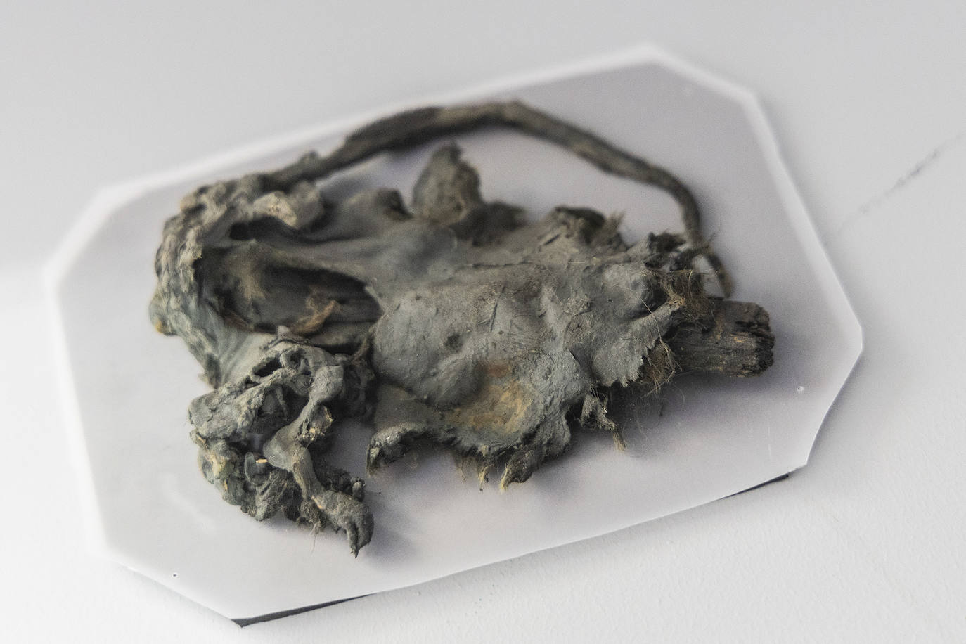 La fragata Nuestra Señora de las Mercedes cobra vida dos siglos después