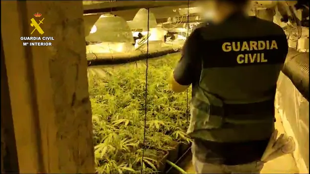 Una plantación de marihuana y más de 700.000 cigarrillos de contrabando ocultos en un sótano de Jerez