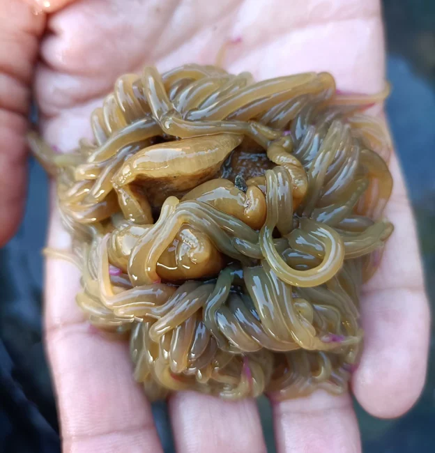 Las ortiguillas gaditanas desaparecen de la mesa: el marisqueo furtivo y el alga invasora amenazan a esta especie en extinción