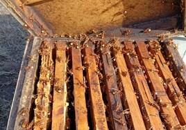 La avispa orientalis, un peligro para las reservas de miel y polen de la provincia