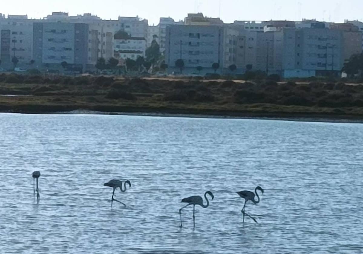 El Parque Natural Bahía de Cádiz es uno de los humedales costeros más importantes de Europa