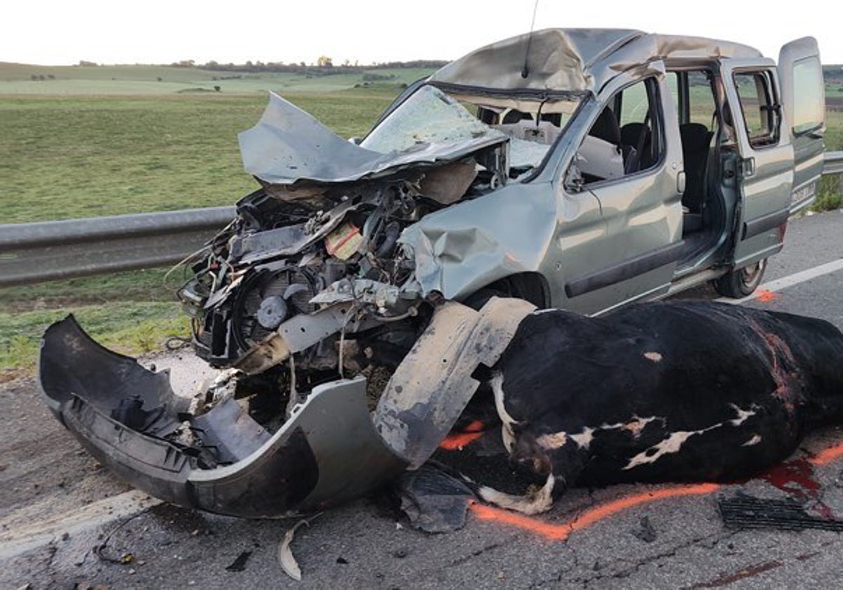 Imagen del accidente con la vaca muerta sobre la calzada