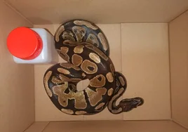 Rescatada una serpiente pitón de casi dos metros de longitud en un local de la calle Cooperativa de Cádiz