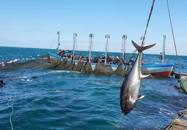 El País Vasco puede quedarse con el atún rojo de Cádiz