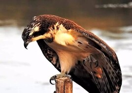 Verdemar EA denuncia que «la falta de civismo echa a perder» la hibernación del águila pescadora en Algeciras