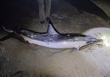 Aparecen dos delfines varados en esta playa de Cádiz de una especie tropical nunca vista en Europa