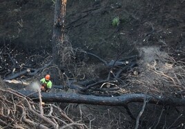 Fotos: Así está Las Canteras, cuatro meses después del fatal incendio del pasado verano