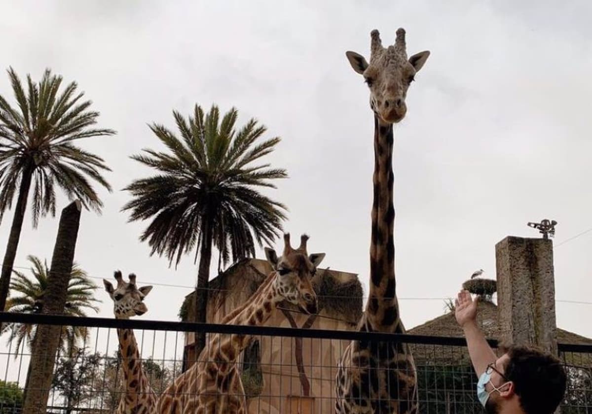 Muere la jirafa &#039;Jerez&#039;, uno de los animales más emblemáticos del Zoo jerezano