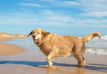 La ciudad de Cádiz contará con una playa canina