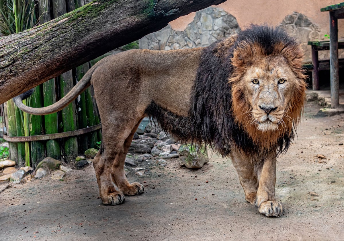 El león asiático del Zoobotánico se ha trasladado a Helsinki dentro del programa de reproducción de la especie