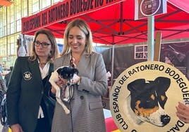 Ifeca vuelve a acoger las exposiciones caninas nacional e internacional con 1.500 perros de 120 razas a concurso