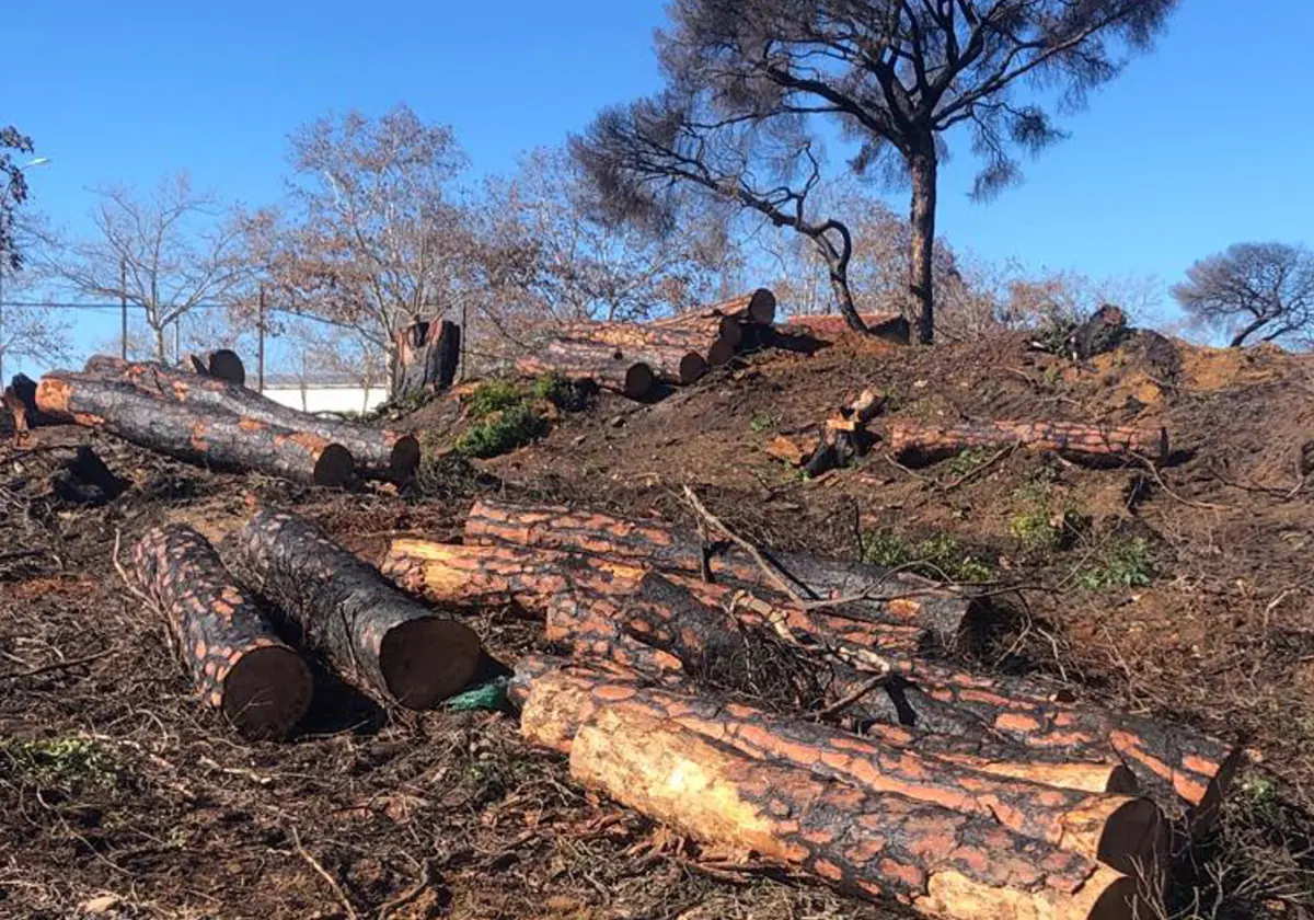 Puerto Real centra su plan de restauración de las Canteras en sacar los árboles afectados por el incendio
