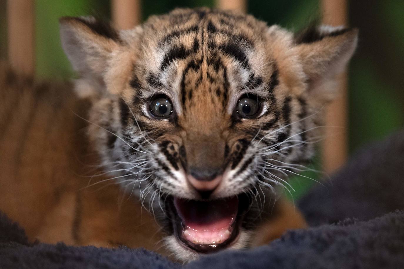 El cachorro de tigre de Bengala que ha nacido en un rinconcito de Cádiz